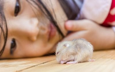 Common Animals Used for Therapy