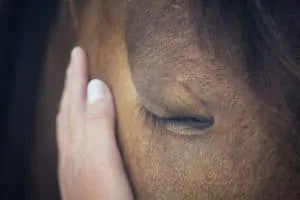 Equine Therapy